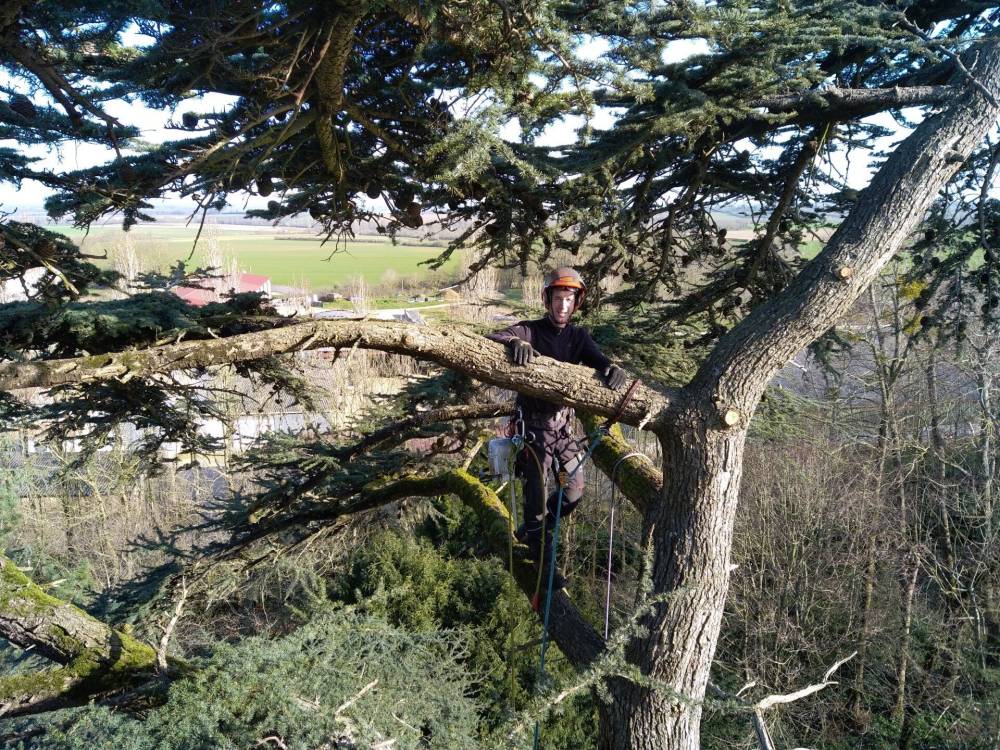élagage gros arbres La Roche-sur-Yon