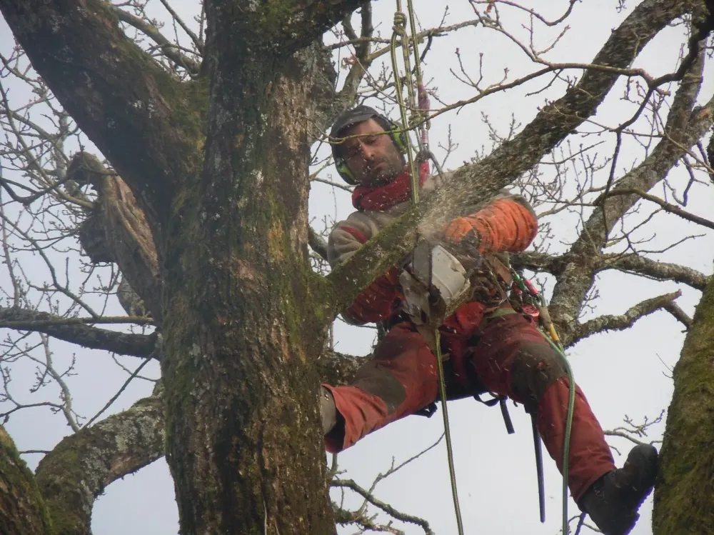 Élagage de gros arbres à Le Tablier