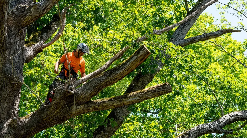 Taille d’arbres à Le Tablier