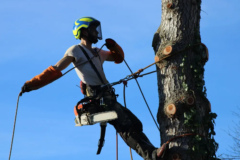 Démontage d’arbres à Le Tablier